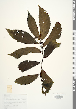 LE 01041658