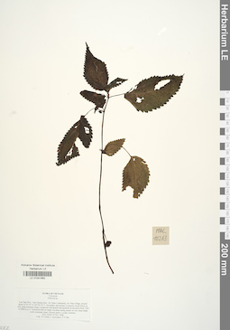LE 01041662