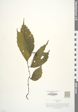 LE 01041663