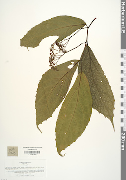 LE 01041664