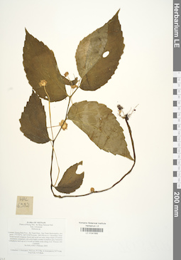 LE 01041665