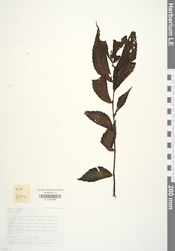 LE 01041666