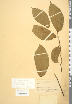 LE 01041667