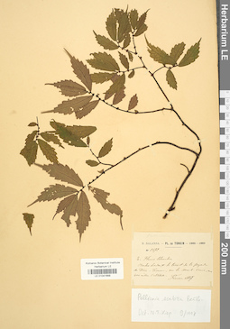 LE 01041668