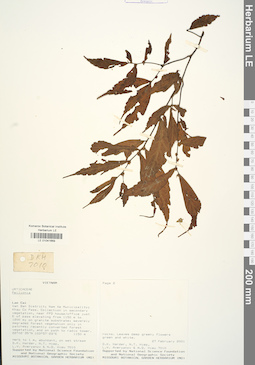 LE 01041669