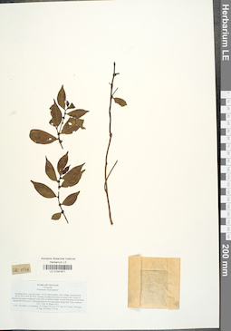 LE 01041671