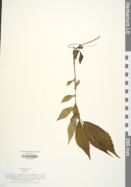 LE 01041674
