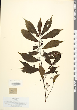 LE 01041675