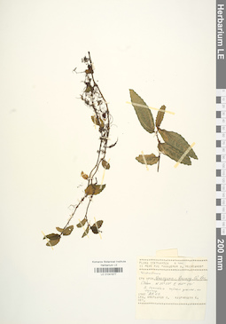 LE 01041677
