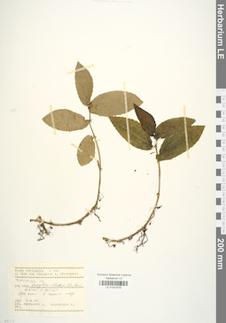 LE 01041678