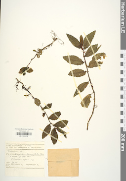 LE 01041679