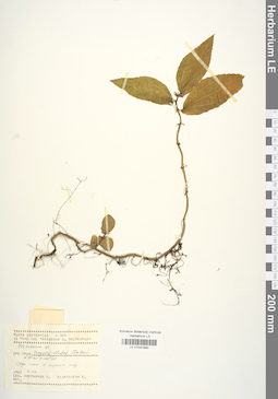 LE 01041680
