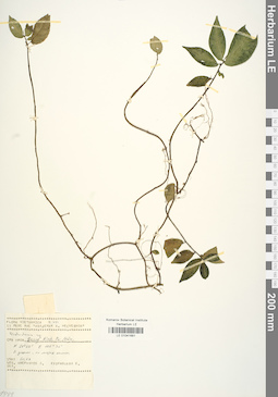 LE 01041681