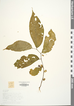 LE 01041682