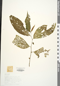 LE 01041685