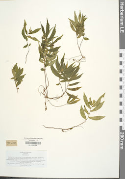 LE 01041694