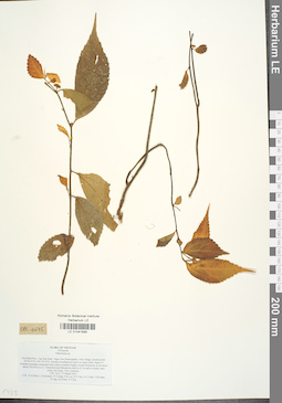 LE 01041695