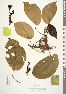 LE 01041696