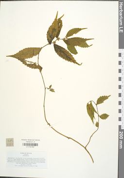 LE 01041697