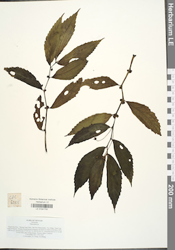 LE 01041700