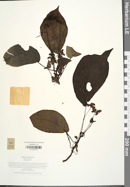LE 01041701
