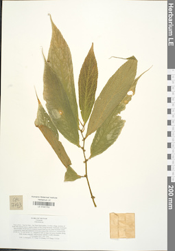 LE 01041702