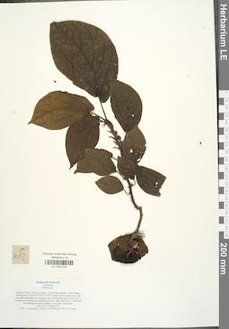 LE 01041704