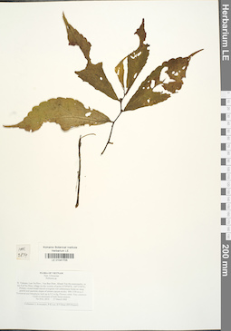 LE 01041705