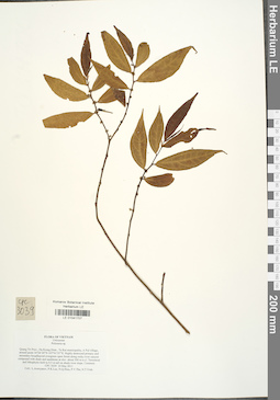 LE 01041707