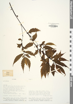 LE 01041747