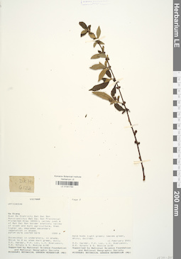 LE 01041750