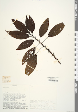 LE 01041751