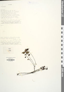 LE 01041752