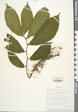 LE 01041762