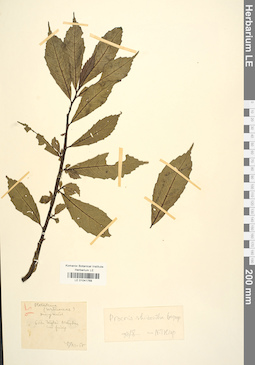 LE 01041768