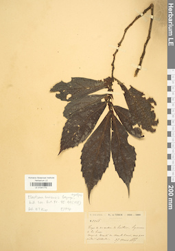 LE 01041770