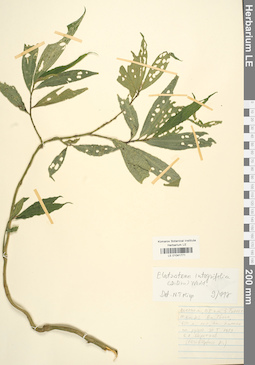 LE 01041771