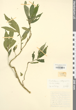 LE 01041772