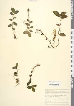 LE 01041773
