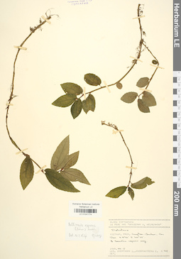 LE 01041774
