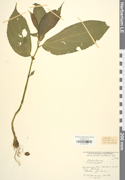 LE 01041776