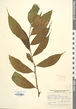 LE 01041778