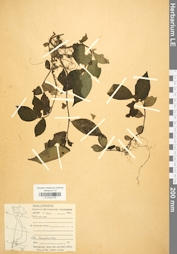 LE 01041779