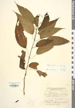 LE 01041781