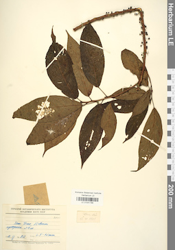 LE 01041786