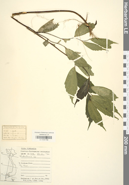 LE 01041789