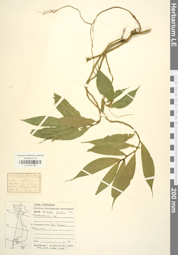 LE 01041793