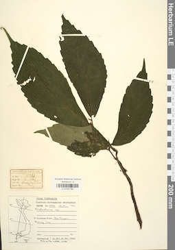 LE 01041794