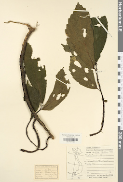 LE 01041795