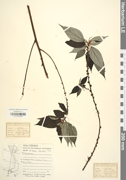 LE 01041796